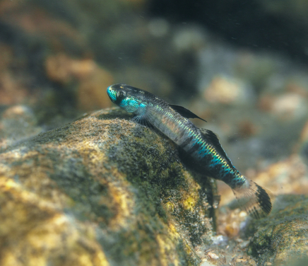 The gold neon dwarf goby (Stiphodon percnopterygionus) is one of many diadromous species affected by dam-induced habitat fragmentation. Image credit: Jeffery C.F. Chan
